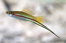 Poecilia litipinna (FISHBASE) Nome popular: Espada Nome científico: Xiphophorus helleri São peixes de água doce Bentopelágicos, de ambientes tropicais e que