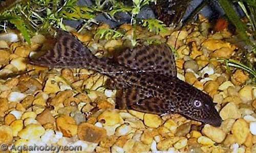 30 Nome popular: Guppy Nome científico: Poecilia spp. São peixes de água doce Bentopelágicos, de ambientes tropicais e que alcançam comprimento máximo de 3,5 cm.