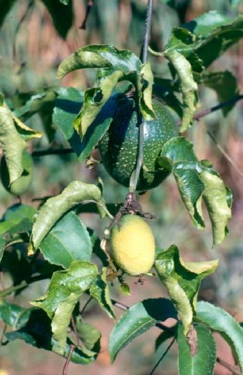 Viroses O mais importante é o Vírus do Endurecimento dos Frutos ( Passion Fruit Woodiness Vírus PWV); sintomas de mosaico frutos ficam deformados, casca endurecida, sem valor comercial.