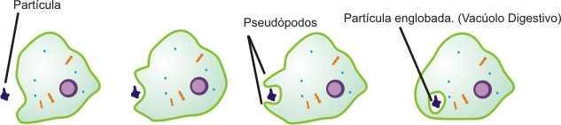 Vale ressaltar que a quantidade de glóbulos vermelhos pode variar de acordo com alguns fatores: sexo, idade, altitude em que se encontra, condição nutricional, o condicionamento físico, entre outros.