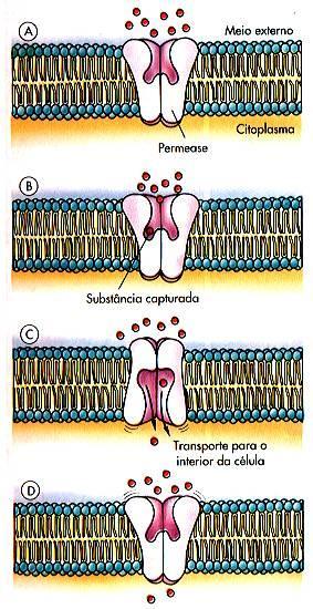 É a passagem de soluto do meio hipertônico para o meio hipotônico, através de uma membrana permeável, com ajuda das proteínas transportadoras (permeases).