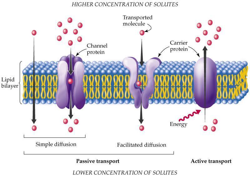 ALTA CONCENTRAÇÃO DE SOLUTOS Molécula transportada Proteína transportadora Canal protéico Bicamada lipídica