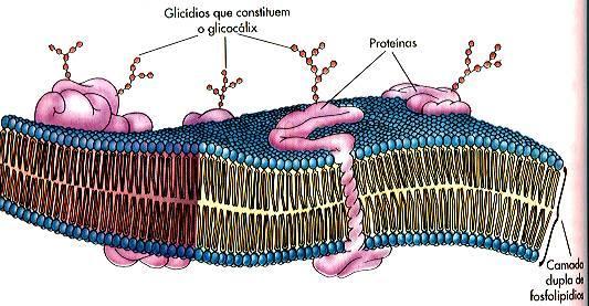 Dawson e Danielli (1935) Formado por 2 camadas de lipídios envolvidas por 2 camadas de proteínas.
