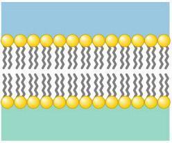 Os lipídios das membranas são moléculas longas com uma extremidade hidrofílica e uma Extremidade Hidrofílica cadeia hidrofóbica.
