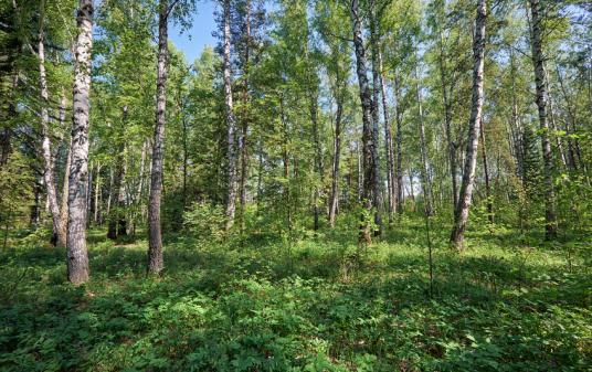 Floresta 13% da terra na Bretanha é florestada, e um acre de árvores pode