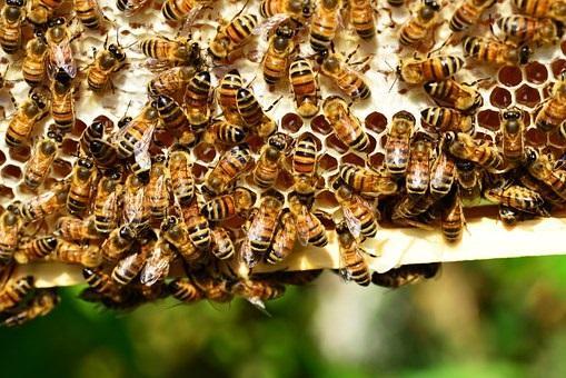 Abelhas Existem cerca de 250 espécies de abelhas no RU. (24 sp.