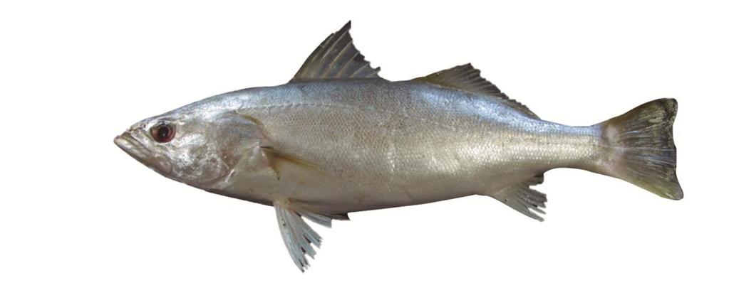 4 Figura 01. Cynoscion leiarchus Pescada branca. Os dados estatísticos sobre a pesca comercial de C.