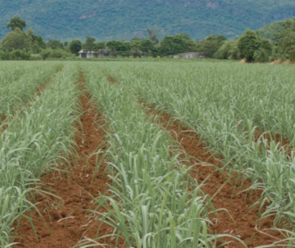 Área disponível e Clima favorável Capacitação no desenvolvimento de produção de biomassa