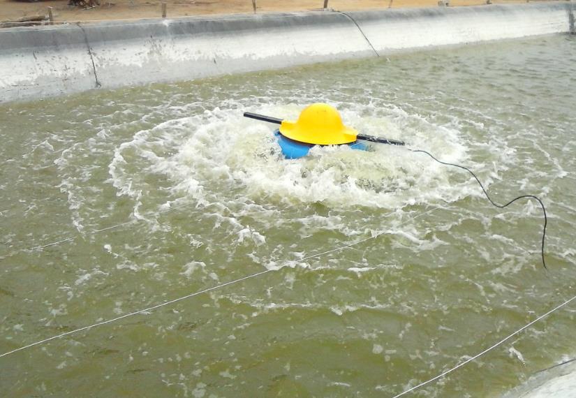 Cultivo do L. vannamei na Est. Exper. EMBRAPA, Realizado pela MCR Aquacultura (2012/14), Mun.