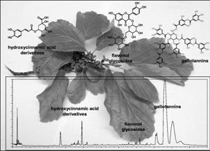 RDC 26/2014 Instrução Normativa nº 2/2014 PRODUTOS TRADICIONAIS FITOTERÁPICOS passíveis de REGISTRO SIMPLIFICADO Hamamelis virginiana L Nome popular Hamamélis Derivado vegetal: Extratos Uso interno: