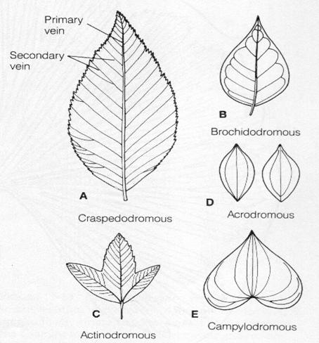 VENAÇÃO