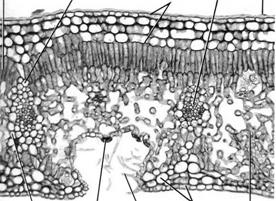 ANÁLISE MICROSCÓPICA - FOLHAS Secção transversal: região laminar 1 Células epidérmicas e anexos * forma; número de camadas; * grau de espessamento da parede
