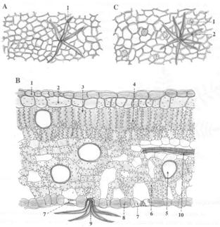 translúcidos Parte usada: folhas Peumus boldus Monimiaceae TRANSVERSAL 1 Epiderme Tricomas tectores bifurcados ou estrelados 1-3 camadas de hipoderme 2 Mesofilo dorsiventral, Células secretoras