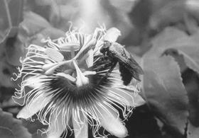 AZEDO (Passiflora edulis