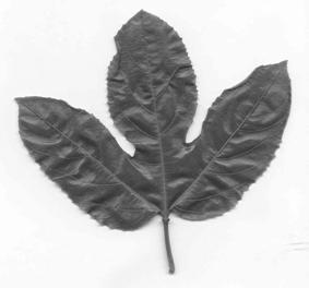 Curtis Passifloraceae