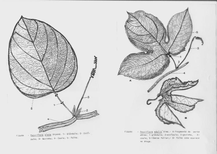 Passiflora alata e P edulis