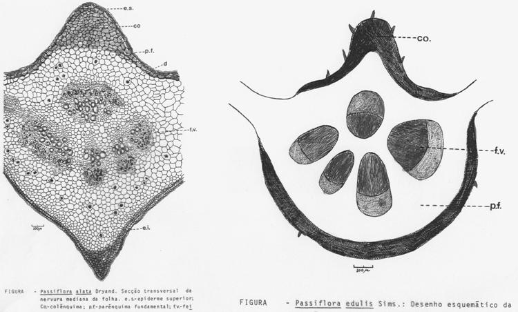 Corte transversal Nervura mediana Passiflora alata e P edulis Bibliografia 1 Oliveira, Fernando; Akisue, Gokithi, Akisue, Maria Kubota (in memorian) Farmacognosia Identificação de drogas vegetais São