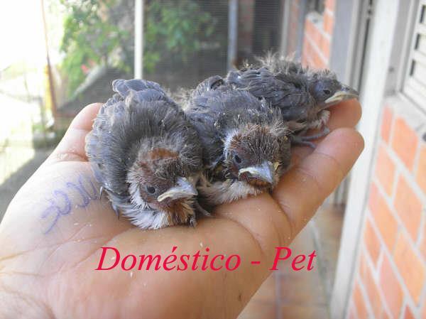 Pet ou Silvestre Há tempos que estamos solicitando a todos que não denominem passeriformes nascidos em ambientes domésticos de silvestre é uma questão de definição.