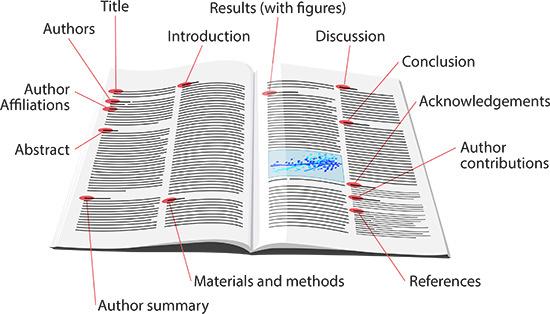 4) Estrutura científica