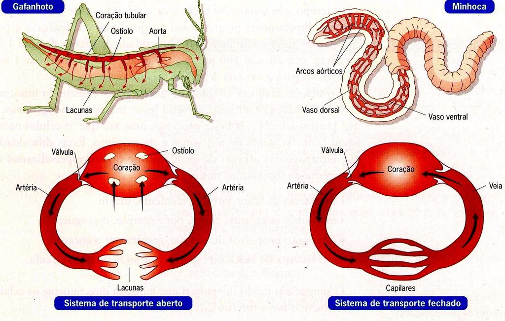 SISTEMAS CIRCULATÓRIOS ABERTOS E
