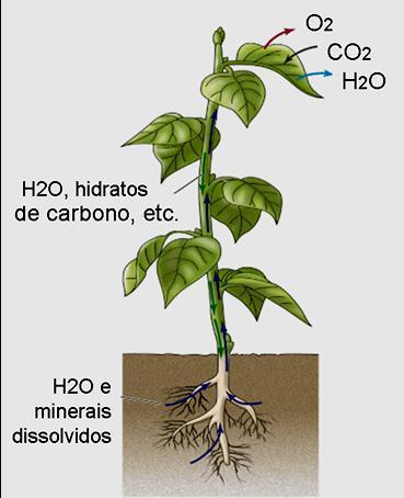 PLANTAS VASCULARES: Plantas evoluídas com sistemas de transporte de substâncias (tecidos especializados)