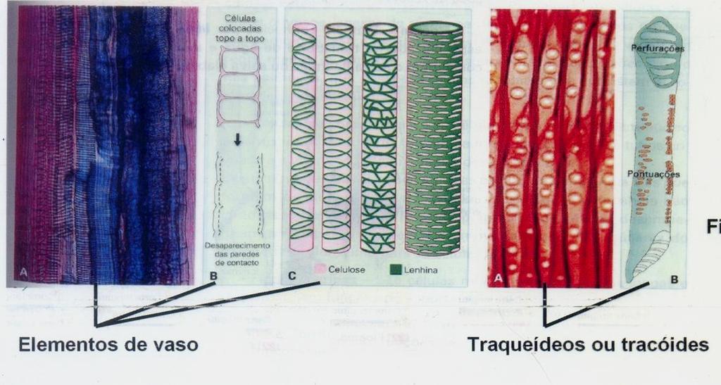 Constituído por 4 tipos de células: tracóides e elementos