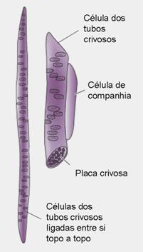 partes da planta; Constituído por 4 tipos de células: células