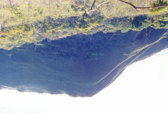 proteção ao fogo (Foto 2). Foto 2 Floresta aberta ou floresta baixa ao longo dos cursos d água e vales. Nesse tipo de ambiente foi descoberta a primeira hiperacumulação de níquel da América do Sul.