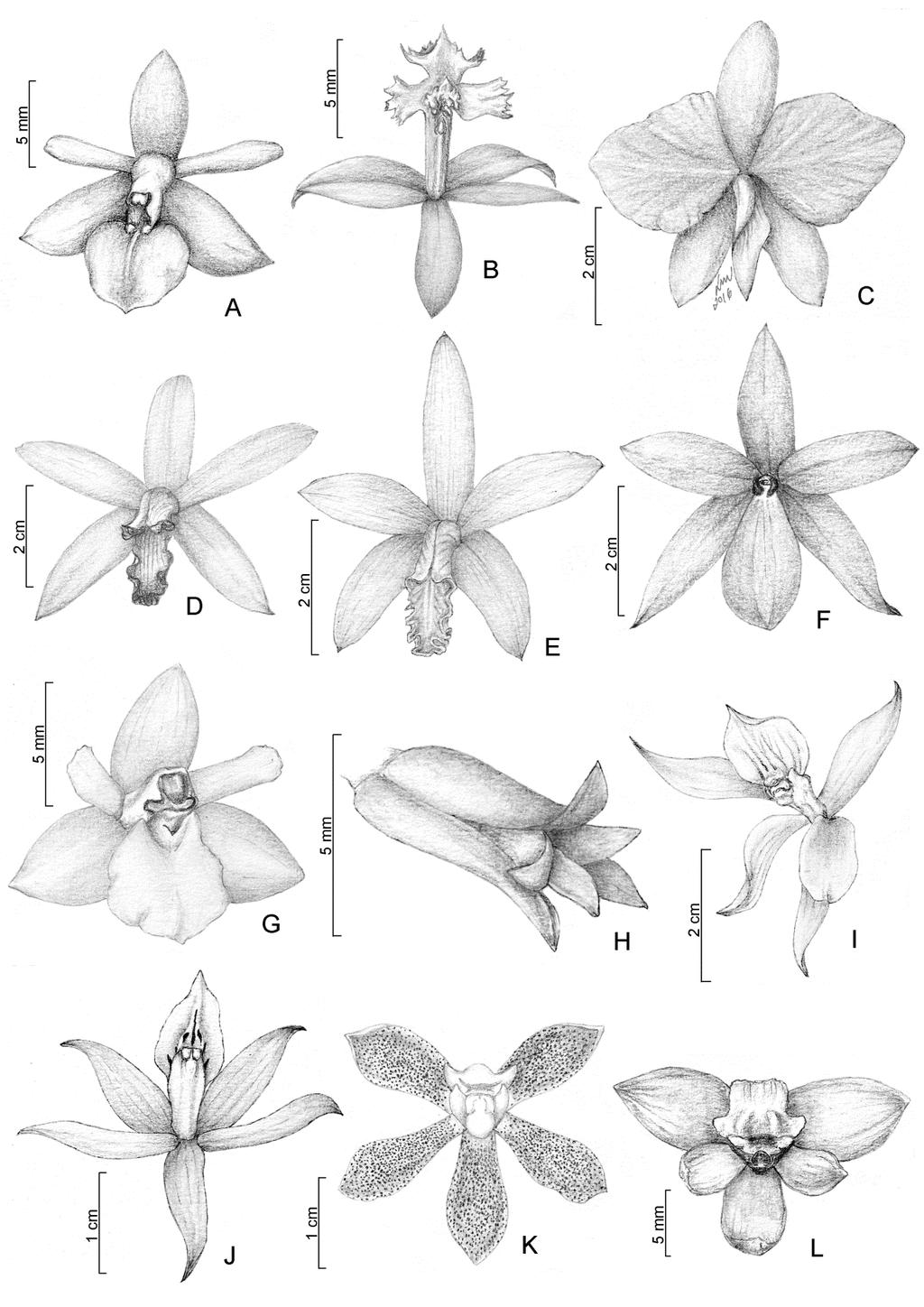 40 C. Nardy et al. Fig. 4 A. Epidendrum rigidum; B. Epidendrum secundum; C. Hadrolaelia coccinea; D. Hoffmannseggella caulescens; E. Hoffmannseggella crispata; F. Isabelia violacea; G.
