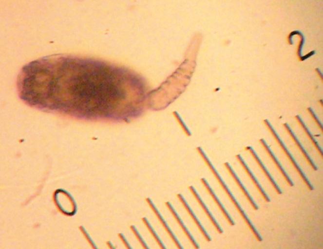 H.S. Coimbra et al. gastrópodes operculados, como no presente caso exemplares de Heleobia spp.