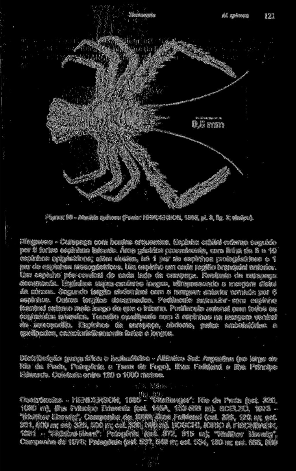 M. spinosa 121 Figura 88 - Munida spinosa (Fonte: HENDERSON, 1888, pi. 3, fig. 3; síntipo). Diagnose - Carapaça com bordas arqueadas. Espinho orbital externo seguido por 6 fortes espinhos laterais.