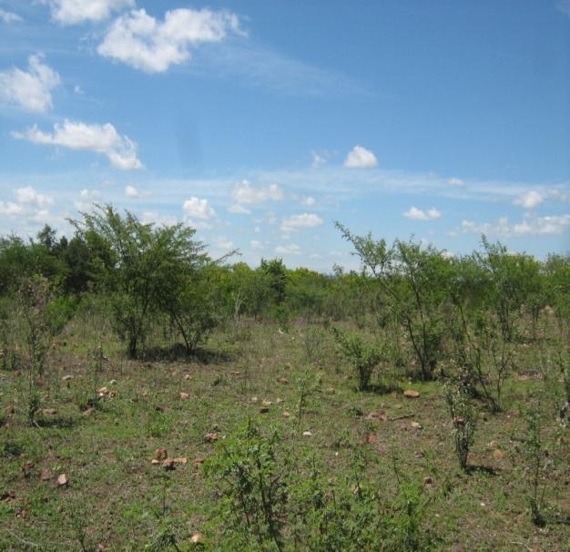 20 especialistas e através da comparação com exsicatas do Herbário da Universidade Federal de Sergipe (ASE).