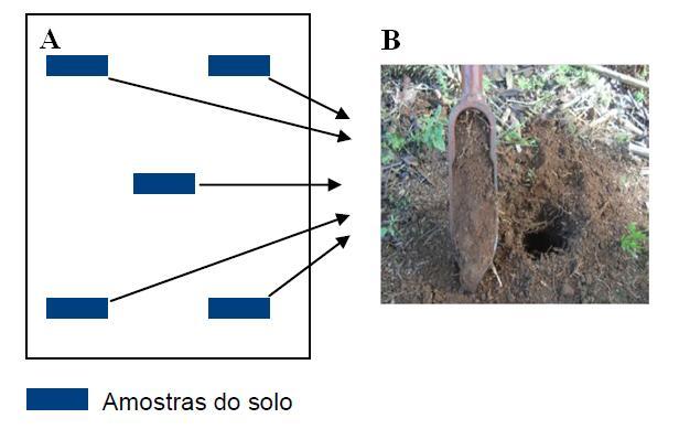 25 Figura 8- A- Disposição das coletas de amostras de solo nas áreas de amostragem, B- Coletas das amostras de solo com trado holandês.