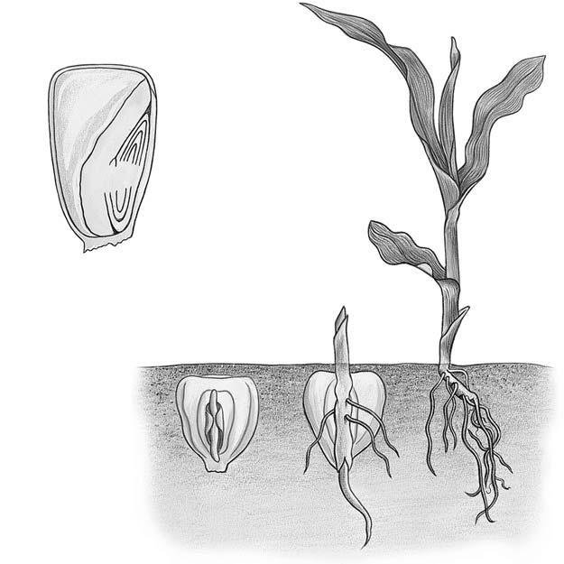 I GERMINAÇÃO DA SEMENTE DO MILHO, UMA GRAMÍNEA pericarpo (parede do fruto)