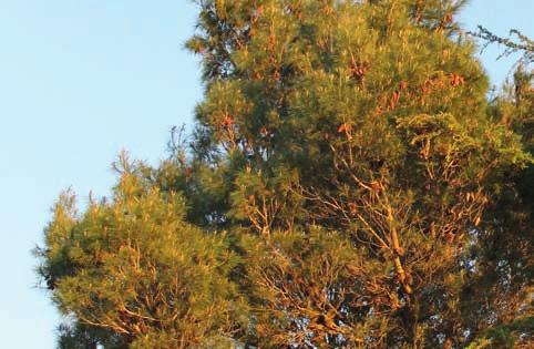Armillaria ostoyae Podridão radicular do pinheiro Seca da árvore da flecha para a base com a folhagem a mudar de amarela, para vermelha e por fim castanha; Declínio rápido quando parte inferior do