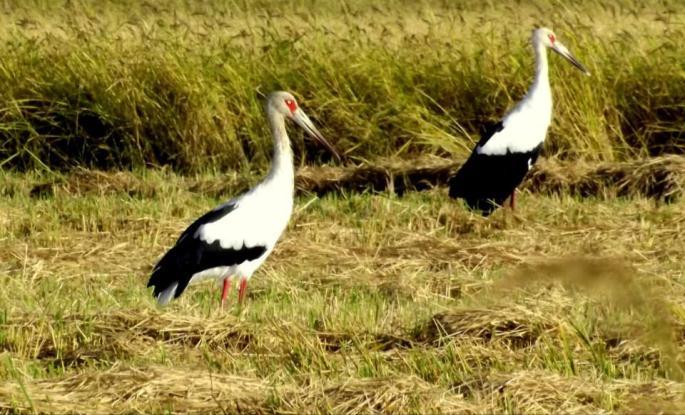 nycticorax)