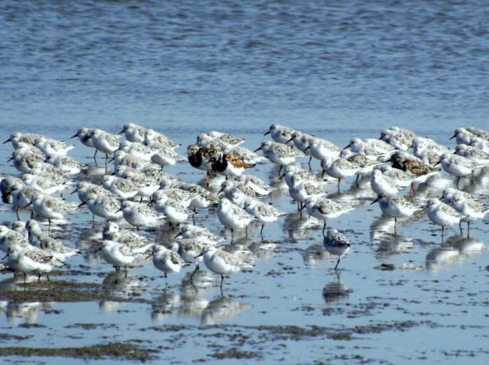 (Calidris canutus)  (C.