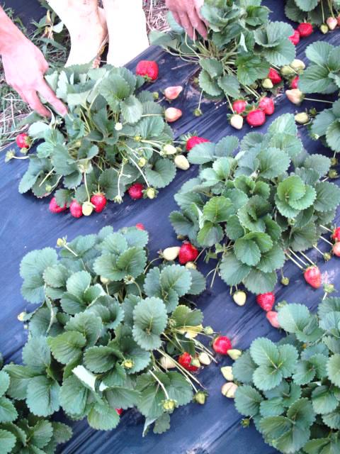 Fugissawa, Itupeva, SP Tomate salada, colheita de fevereiro a julho