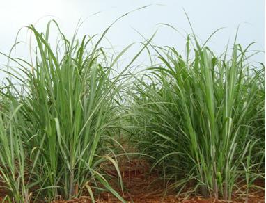 Lãmina Única de 60 mm via ALAS MÓVEIS Local Data Colheita Data Irrigação Inicio Chuvas Período de Stress - dias