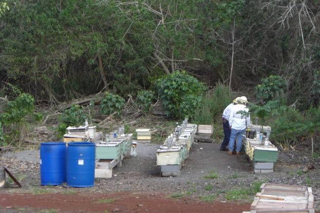 Figura 02 Revisão nas colméias matrizes em apiário no Hawaii, EUA. quadros com cria constantemente, e com isso uma boa quantidade de abelhas.