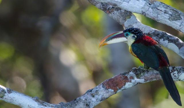 Durante a visita à segunda torre de observação da reserva, você terá a oportunidade de fotografar o pôr do sol na maior floresta tropical do mundo.