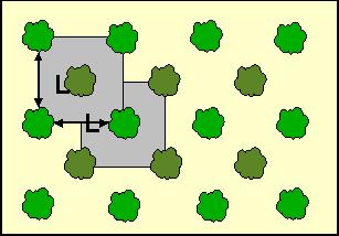 Figura 20: Modelo Triangular: Esta disposição apresenta uma eqüidistância entre as plantas, e permite o trânsito em três sentidos.