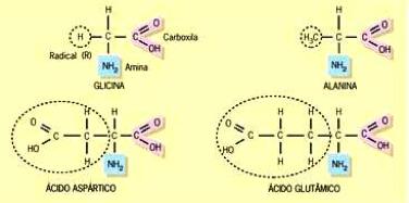 na planta carnaúba). Os esteroides são formados pela combinação de ácidos graxos com alcoóis policíclicos, ou seja, de cadeias fechadas.