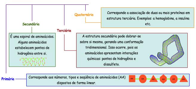 Biologia Bioquímica Prof. Enrico Blota A ligação peptídica: Os aminoácidos são divididos em dois grupos quanto à necessidade.