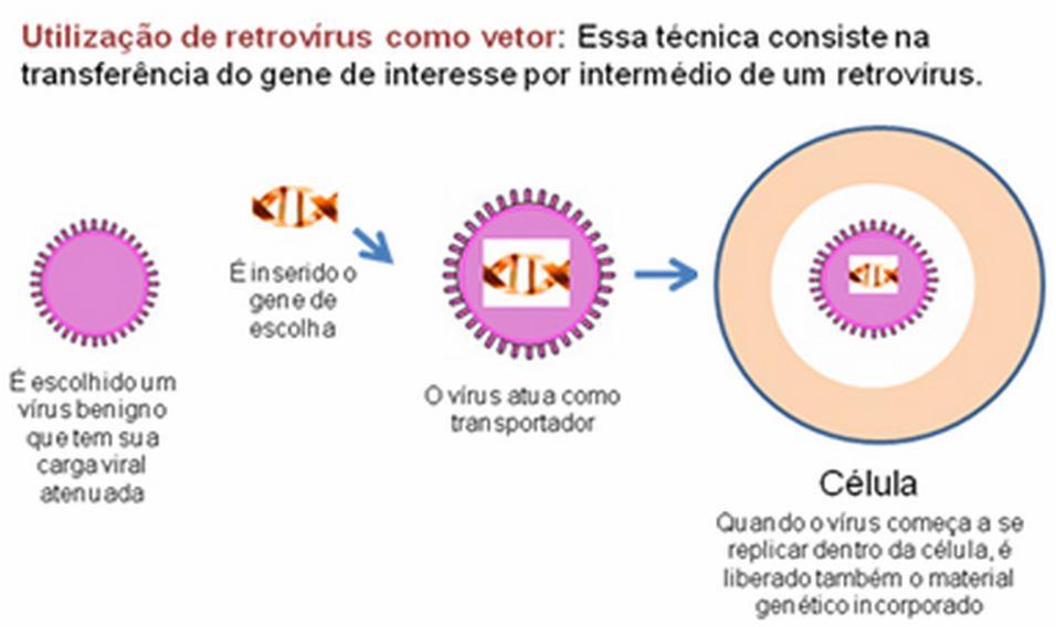 animais nascidos carregarão o transgene integrado em seus cromossomos. Ainda, neste contexto, Oliveira & Balderramas (2013), citam que somente 5% dos óvulos manipulados dão origem a um novo indivíduo.