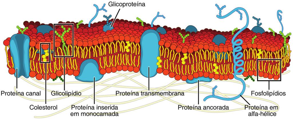 O citoesqueleto é uma parte importante da estruturação da célula: ele é formado por uma rede de filamentos de proteínas que dá forma às células, auxiliando, inclusive, no transporte das coisas dentro