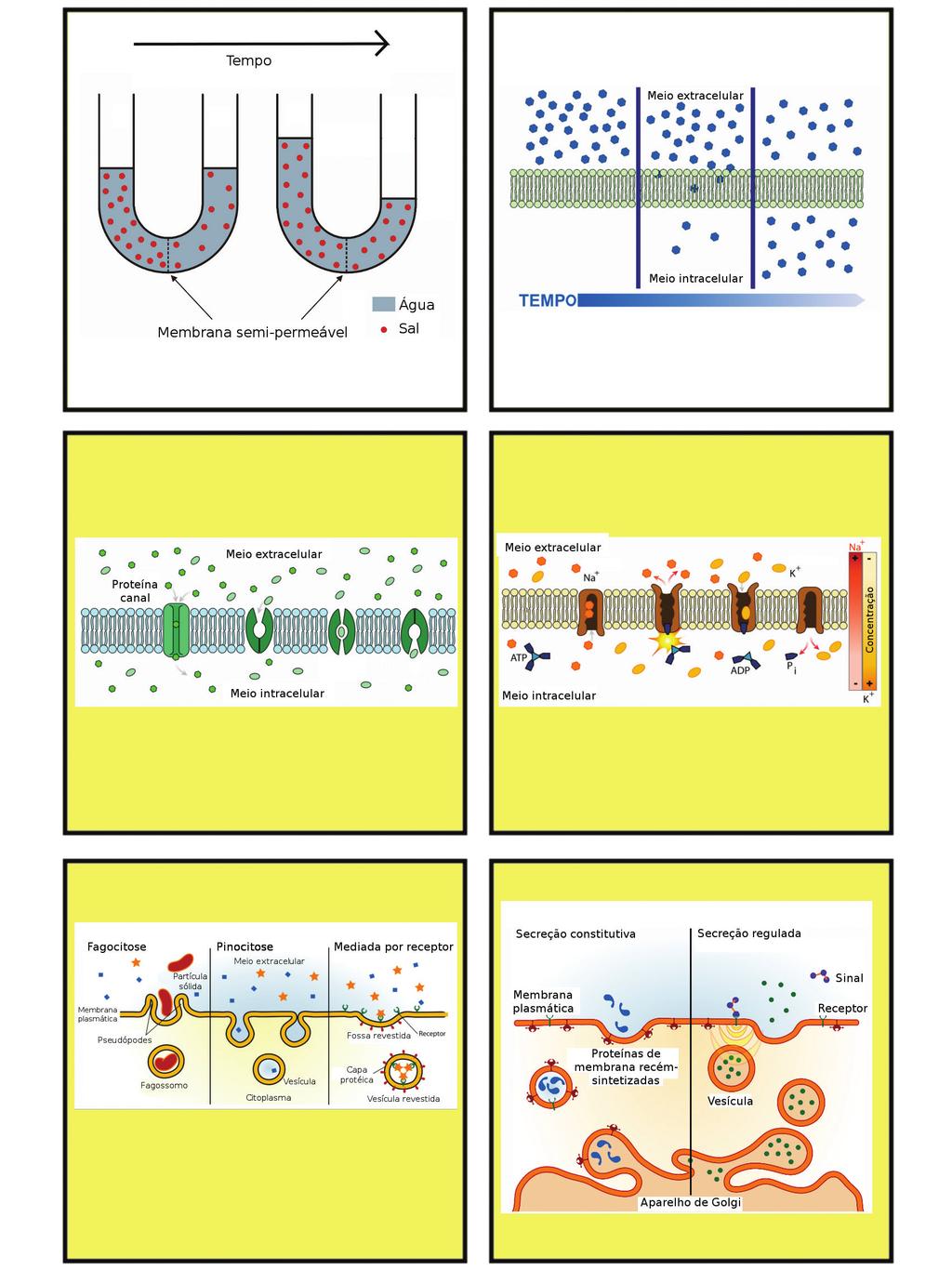 A B C D E F Figura 5: Diferentes mecanismos de transporte através de membranas celulares.