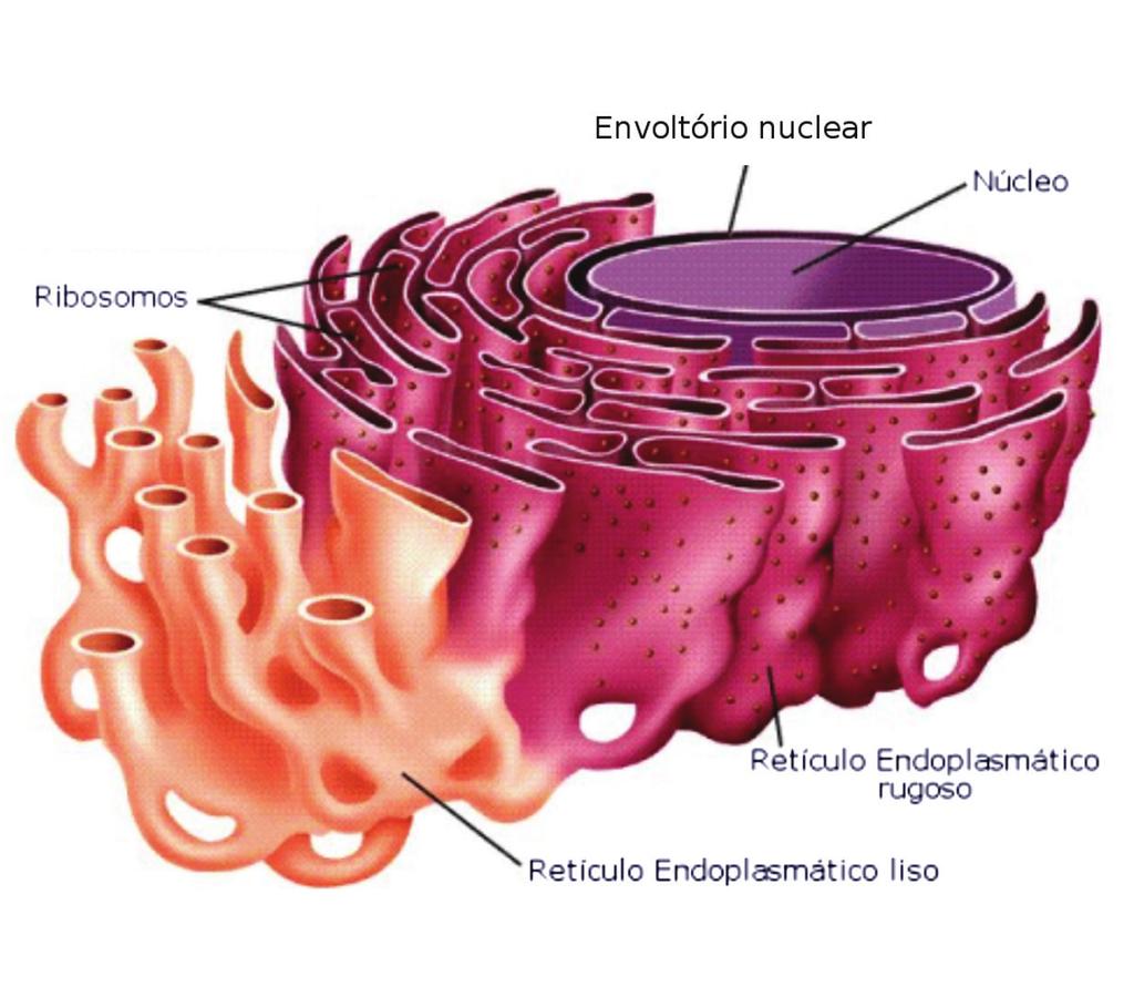 Existem dois tipos de retículos, classificados de acordo com a presença ou ausência de ribossomos em sua superfície externa (voltada para o citoplasma): rugoso (também chamado granular) ou liso