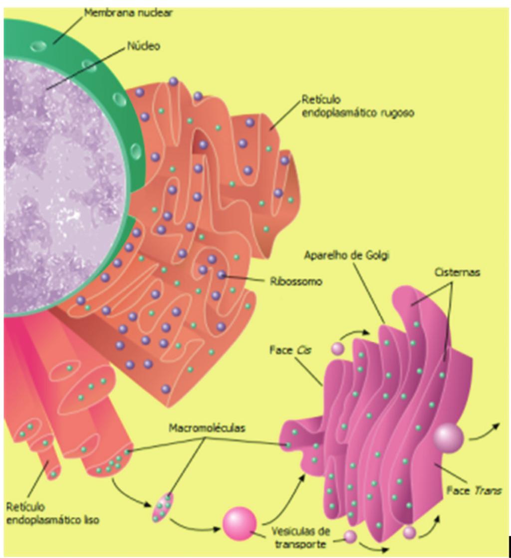 Figura 9: Estrutura e localização do aparelho de Golgi. O aparelho de Golgi é formado por uma pilha de sacos achatados e normalmente se localiza próximo ao núcleo.