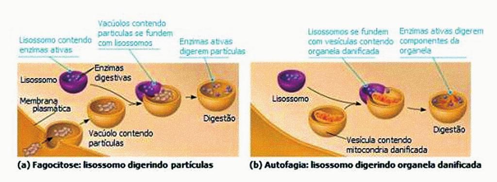 Figura 10: Lisossomos e a digestão intracelular.